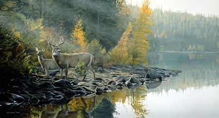 TI – Autumn Gold – Whitetail Deer © Terry Isaac