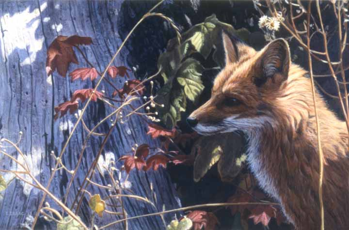TI – Autumn – Red Fox © Terry Isaac