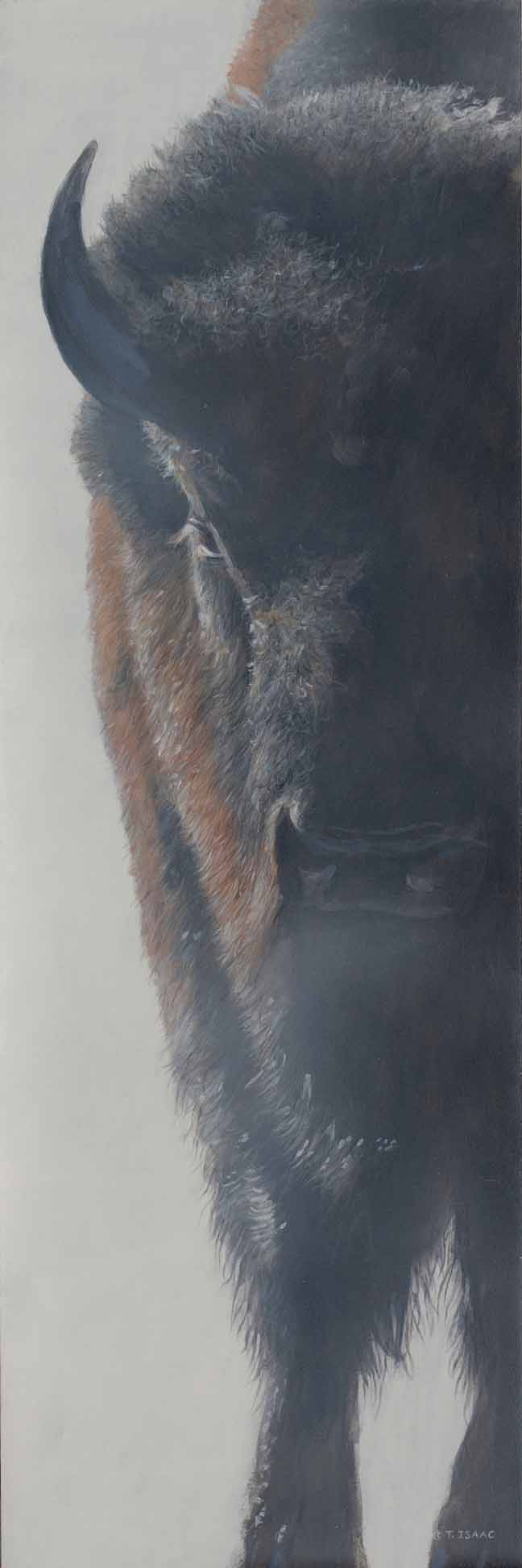 TI – Bison in the Mist © Terry Isaac