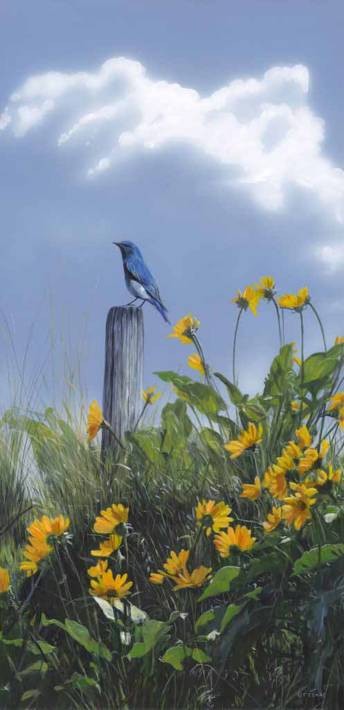 TI – Bluebird and Balsam © Terry Isaac