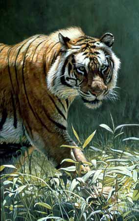 TI – Catwalk – Tiger © Terry Isaac
