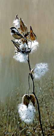 TI – Chickadee and Milk Weeds © Terry Isaac