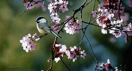TI – Chickadee and Plum Blossoms © Terry Isaac