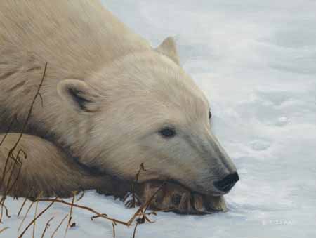 TI – Chilling Out – Polar Bear © Terry Isaac