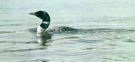 TI – Common Loon © Terry Isaac