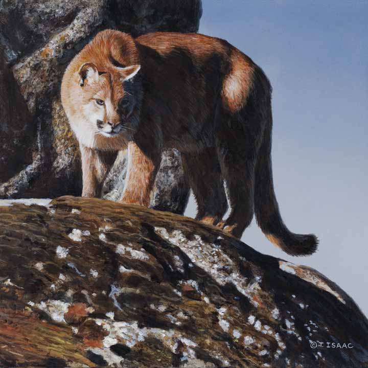 TI – Cougar Prowling © Terry Isaac
