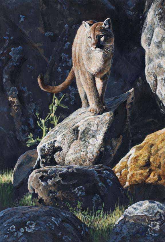 TI – Cougar on the Rocks © Terry Isaac