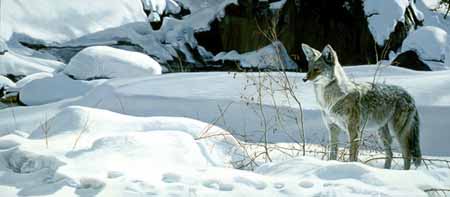 TI – Coyote in Snow © Terry Isaac