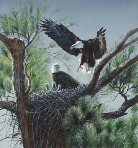 TI – Eagle’s Nest © Terry Isaac