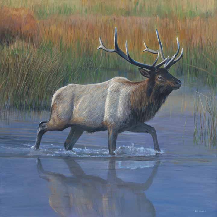 TI – Elk Crossing © Terry Isaac