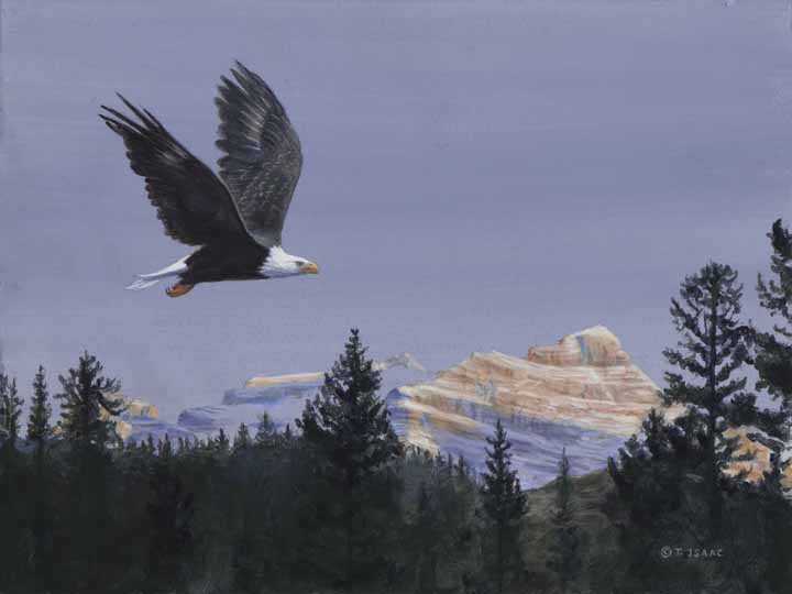 Evening Light – Eagle by Terry Isaac
