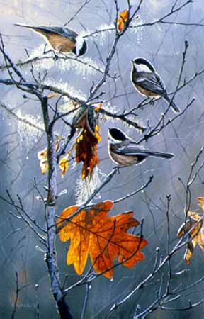 TI – Fall Foragers – Black-capped Chickadees © Terry Isaac