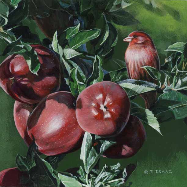 TI – Finch in Apples © Terry Isaac