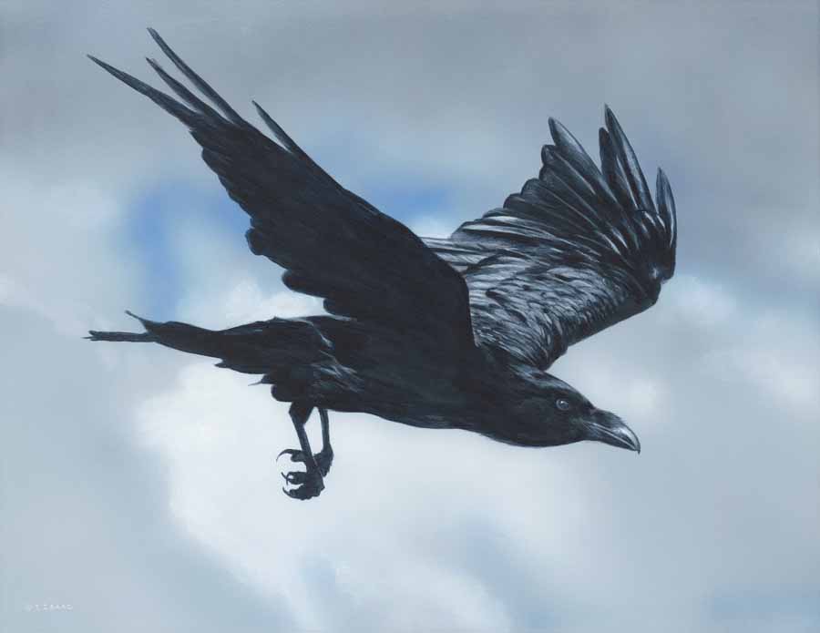 TI – Flight of the Raven © Terry Isaac