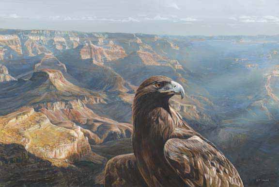 TI – Golden Majesty – Eagle © Terry Isaac