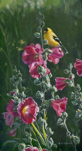 TI – Goldfinch and Hollyhocks © Terry Isaac