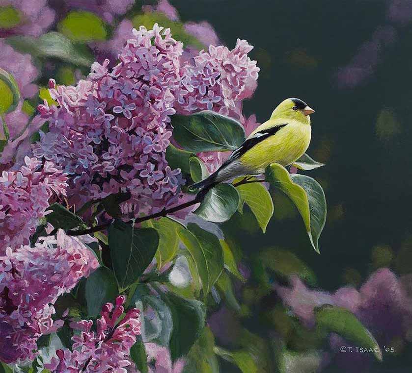 TI – Goldfinch and Lilac © Terry Isaac