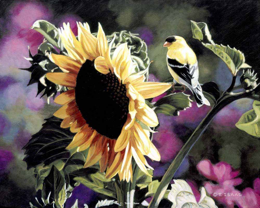 TI – Goldfinch and Sunflower © Terry Isaac