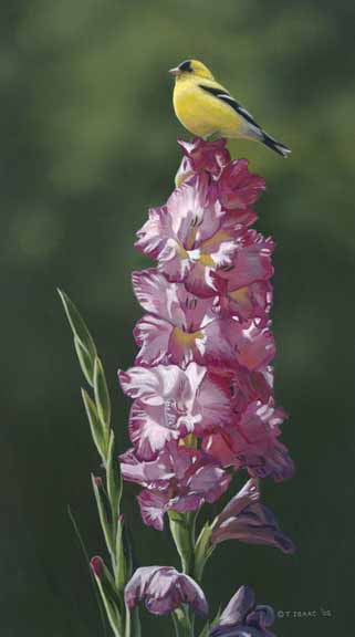 TI – Goldfinch on Gladiolas © Terry Isaac