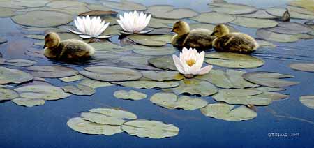 TI – Goslings on Lily Pads © Terry Isaac