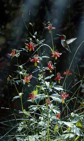 TI – Grace Notes – Ruby Throated Hummingbird © Terry Isaac