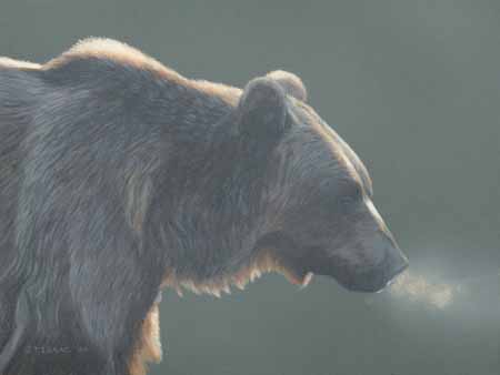 TI – Grizzly Bear Study © Terry Isaac
