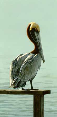 TI – High and Dry – Brown Pelican © Terry Isaac