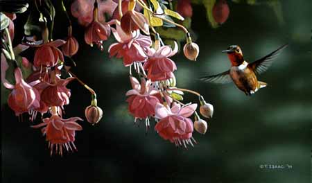 TI – Hummingbird © Terry Isaac