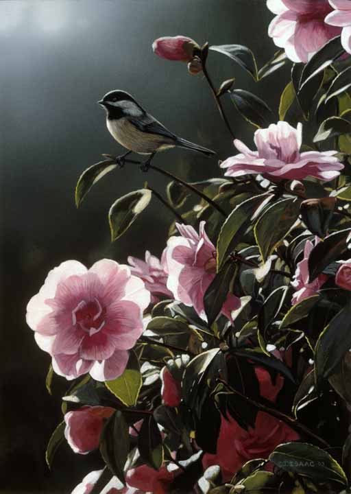 TI – In the Limelight – Chickadee and Camelia © Terry Isaac