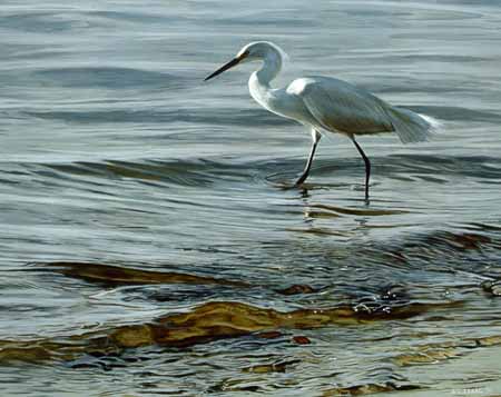 TI – In the Shallows – Snowy Egret © Terry Isaac