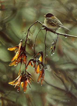 TI – Junco on Maple Seed Pod © Terry Isaac