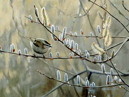 TI – Kinglet and Pussywillow © Terry Isaac