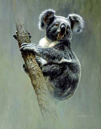 TI – Koala © Terry Isaac