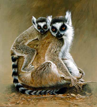 TI – Lemur © Terry Isaac
