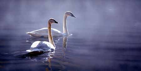 TI – Light and Mist – Trumpeter Swans © Terry Isaac