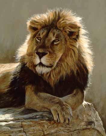 TI – Lion Portrait © Terry Isaac