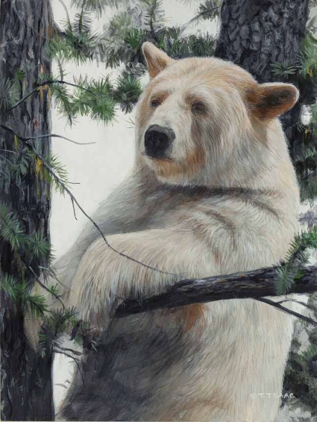 TI – Lookout – Kermode (Spirit) Bear © Terry Isaac