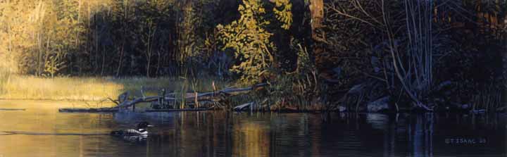 TI – Loon Landscape © Terry Isaac