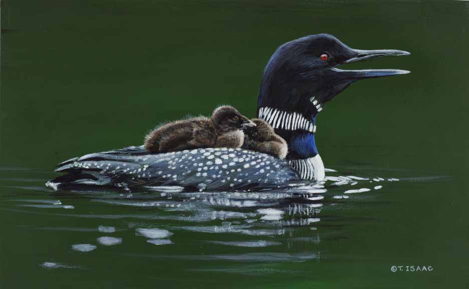 TI – Loon Mom and Chicks © Terry Isaac