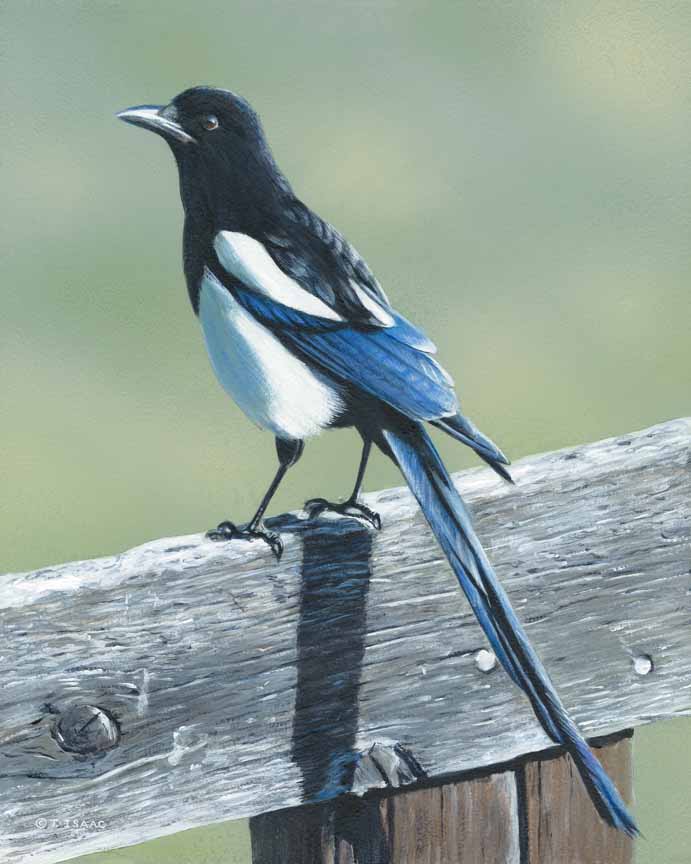 TI – Magpie and Fence © Terry Isaac