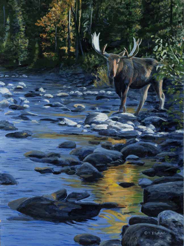 TI – Manning Park Moose © Terry Isaac