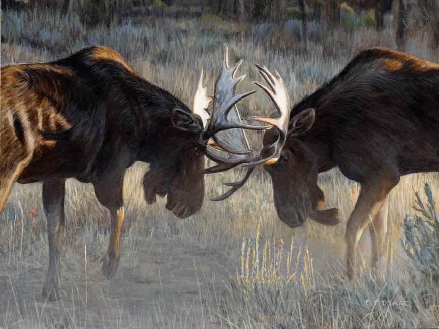 TI – Moose Challenge © Terry Isaac