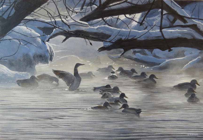 Winter Morning Mallards by Terry Isaac
