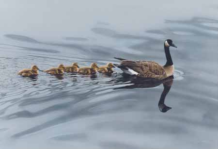 TI – Mother Goose © Terry Isaac