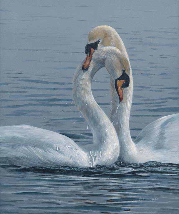 TI – Necking – Swans © Terry Isaac
