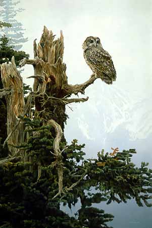 TI – On The Precipice – Spotted Owl © Terry Isaac