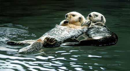 TI – Otters © Terry Isaac