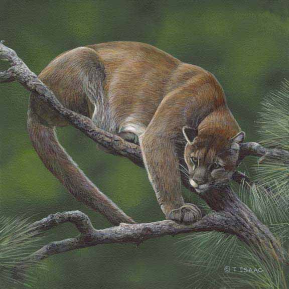 TI – Out on a Limb © Terry Isaac