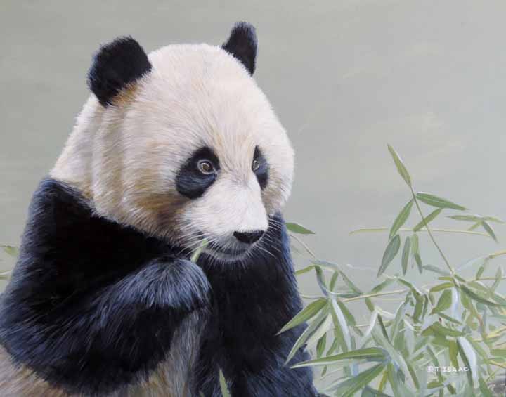 TI – Panda © Terry Isaac