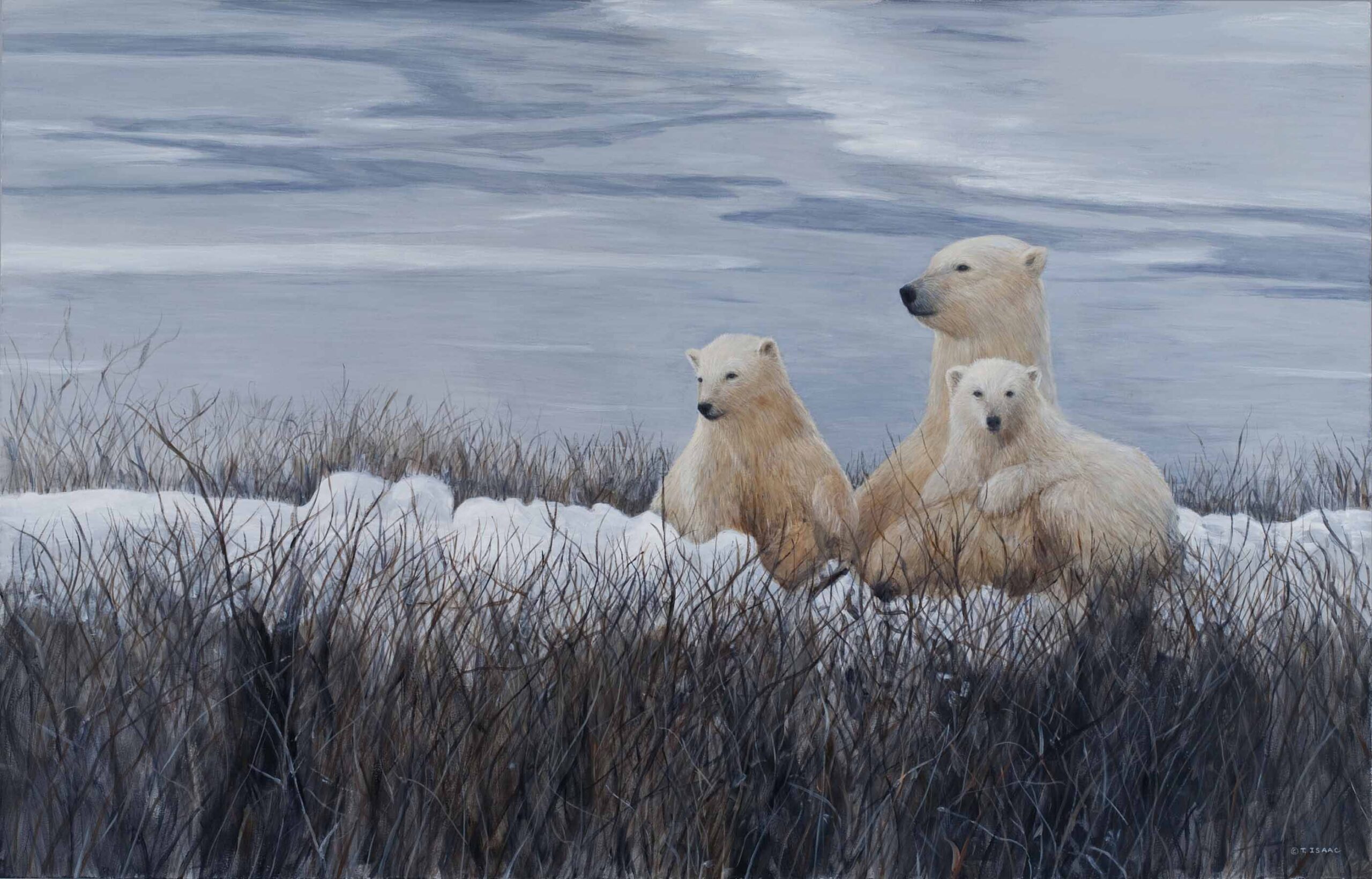 TI – Polar Bear Trio © Terry Isaac